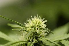 BlueHash f20