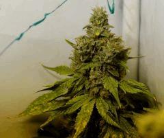 BlueHash F62