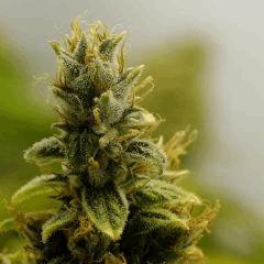 BlueHash F73