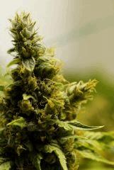 BlueHash F66