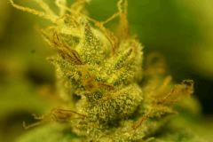 BlueHash F54