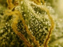 BlueHash F70