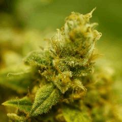 BlueHash F57