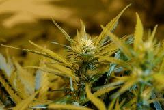 BlueHash F16