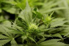 BlueHash F13