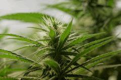 BlueHash F24