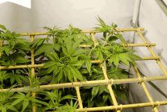 BlueHash Flo1