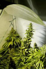 BlueHash F62