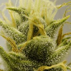 BlueHash F62