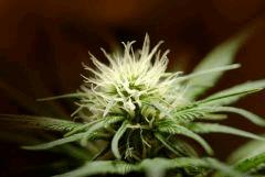 BlueHash F16