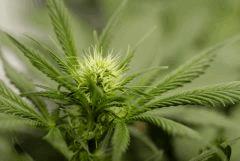 BlueHash F13