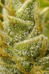 BlueHash F62