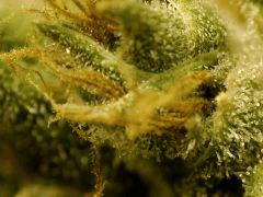 BlueHash F62