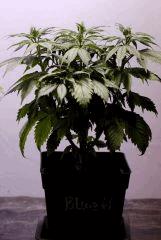 BlueHash C38