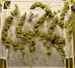 Blue Hash Dinafem