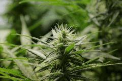 BlueHash f24