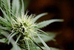 BlueHash F16