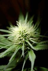 BlueHash F16
