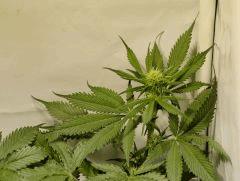 BlueHash F13