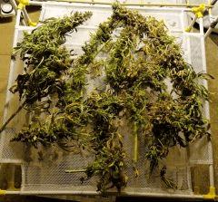 BlueHash F76 Cut