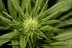 BlueHash F13