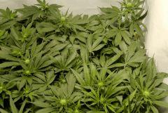 BlueHash F13