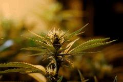 BlueHash F16