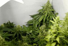 BlueHash F45
