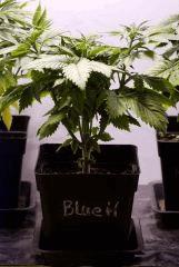 BlueHash C34
