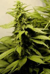 BlueHash f35