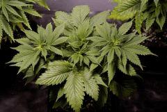 BlueHash C34