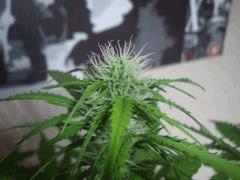 DSCF2346