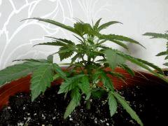 Mikro 3_1