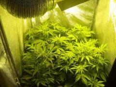 DSCF2321
