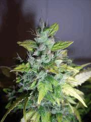 DSCF2498