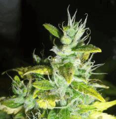 DSCF2450