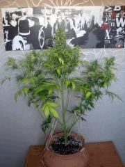 DSCF2429