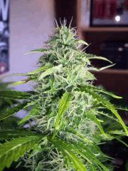 DSCF2445