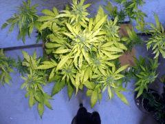 DSCF2432
