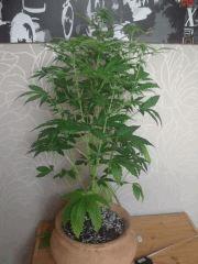 DSCF2349