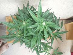 DSCF2354