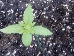 Mikromachina auto de Cannabia Outdoor CRO+10
