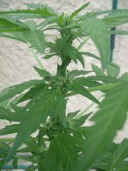 DSCF2372