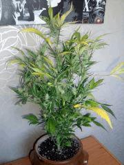 DSCF2425