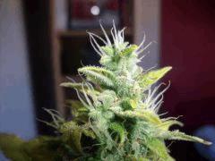 DSCF2440