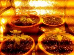 IMG 20130807 191344