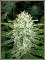 DSCF2598