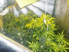 DSCF2384
