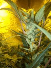 DSCF2382