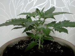 Jack Diesel Express Auto_1